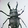 Bug