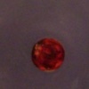 Red Ball on a White Plate