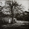 House, ladder and a tree