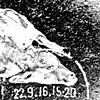 petting zoo, Yaar odem- 4