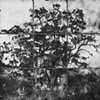 House on a tree