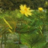 Water Lily II