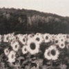 Tournesols dan le Mistral