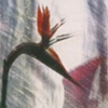 Bird and Nectar