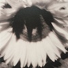 Tournesol