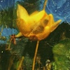 Water Lily I