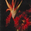Red Sunflower