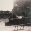 Reve du Cheval