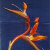 Bird of Paradise