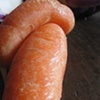 Carrot