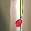 Beyond the White Picket Fence.Detail.