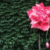 Mildendranthema Grandeflorum