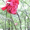Mildendranthema Grandeflorum
