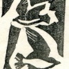 Barn Swallows