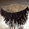 urchin