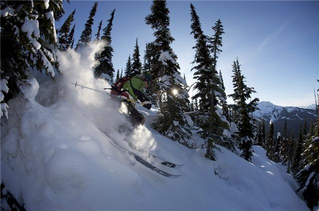 blackcomb trees