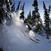 blackcomb trees