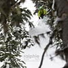 K3 Catskiing
Ph:Brian Ralph