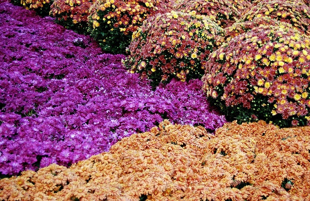 Chrysanthemums