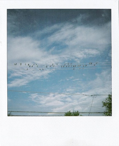 Bird Chat Line