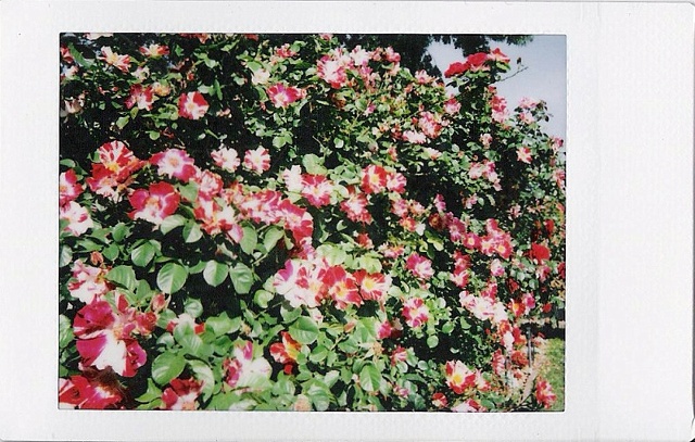Roses