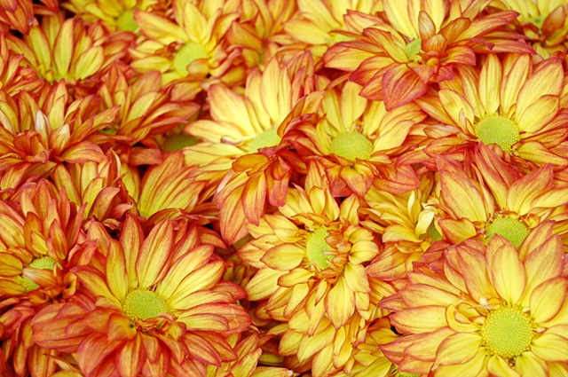 Chrysanthemums