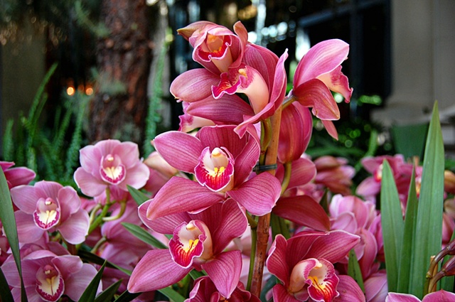 Orchids