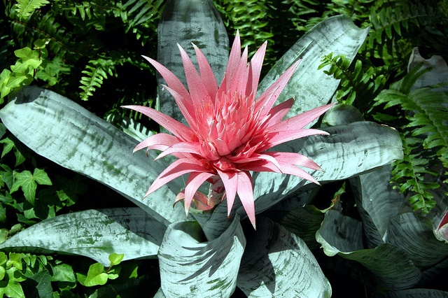 Bromeliads