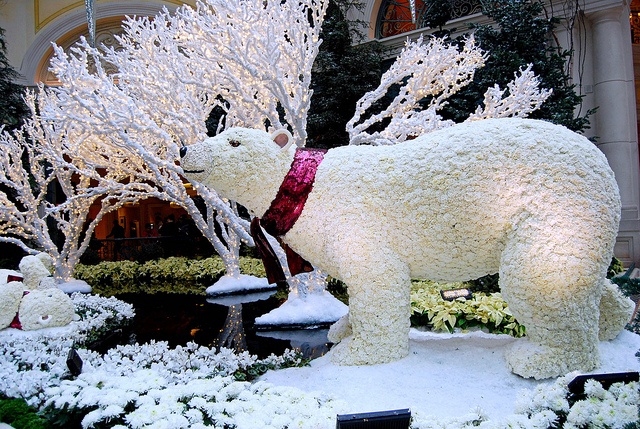 Carnation Polar Bear