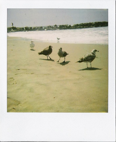 Seagulls