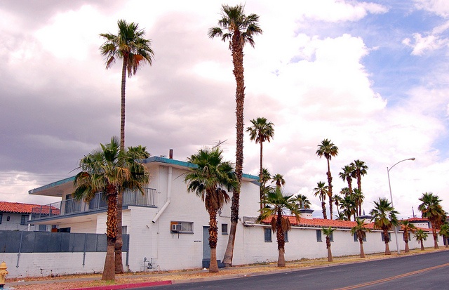 Fan Palms