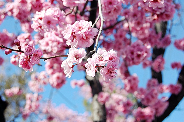 Flowering Plum