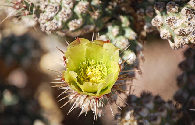 Cacti