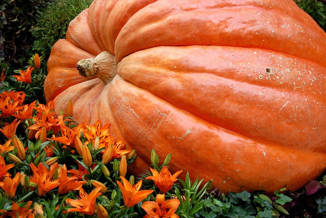 Pumpkin