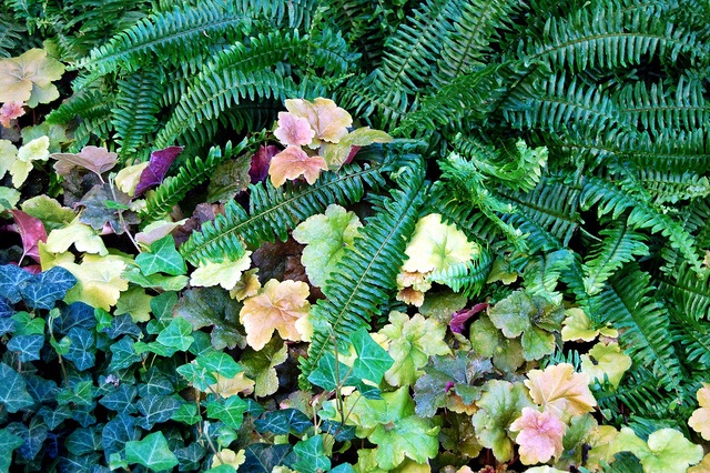 Ivy & Ferns