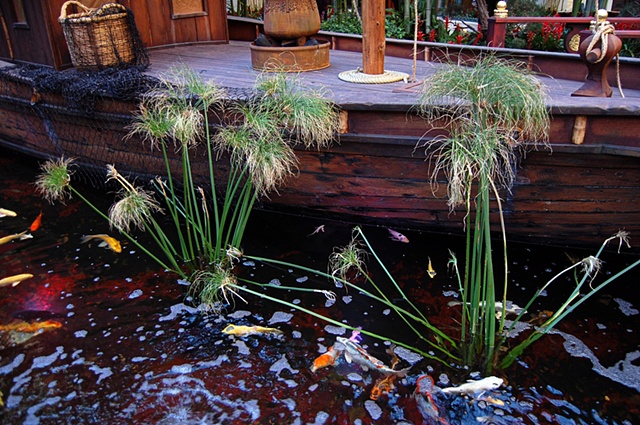 Water Plants & Koi Fish