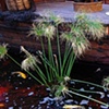 Water Plants & Koi Fish