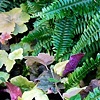 Ivy & Ferns