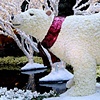 Carnation Polar Bear