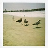 Seagulls
