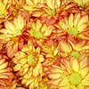 Chrysanthemums