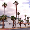 Fan Palms
