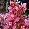 Orchids