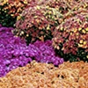 Chrysanthemums