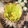 Cacti