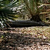 Louisiana Gator