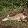 Edisto Deer