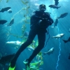 DIVER