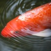 KOI