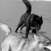"WOLVES"